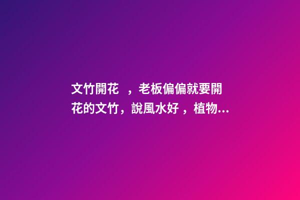 文竹開花，老板偏偏就要開花的文竹，說風水好，植物與風水講究多